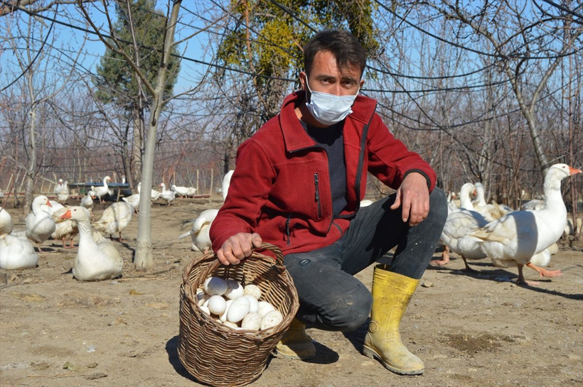Yurt dışından getirdi evinin bahçesinde yetiştiriyor! Taneyle satıyor fiyatı şaşırttı - Resim: 3