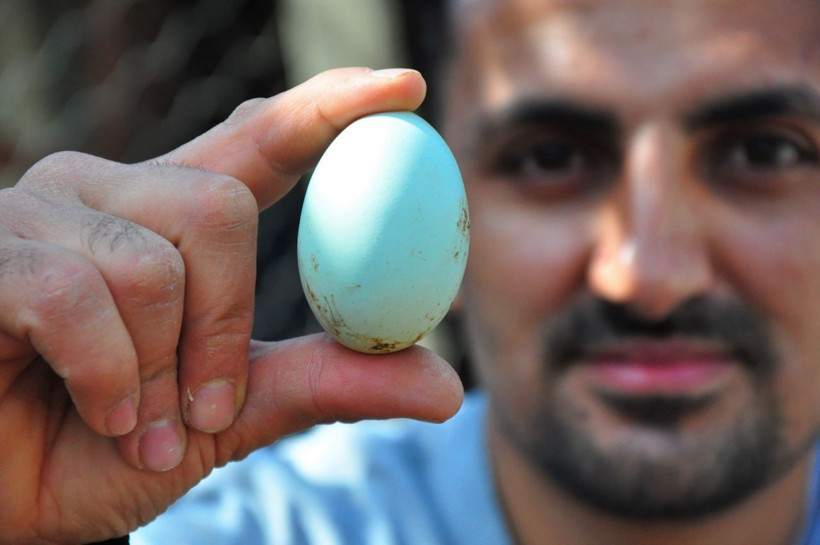 Amerika'dan Manisa'ya getirtti hayatını değişti! Paraya para demiyor - Resim: 4