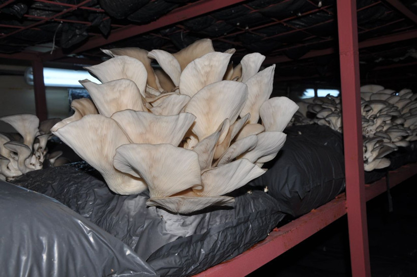 Gaziantep'te çocuklarının sözüyle hayatı değişti! Paraya para demiyor - Resim: 2