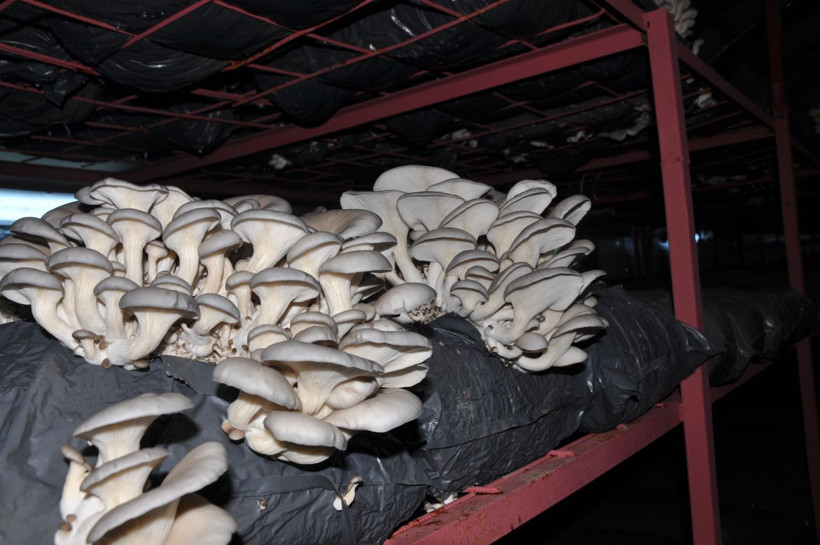 Gaziantep'te çocuklarının sözüyle hayatı değişti! Paraya para demiyor - Resim: 3