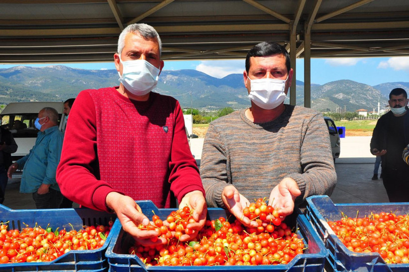 Kuzey yarımkürenin ilk kiraz hasadı! Manisa'da açık artırmayla kilosu 500 TL'den satıldı - Resim: 4