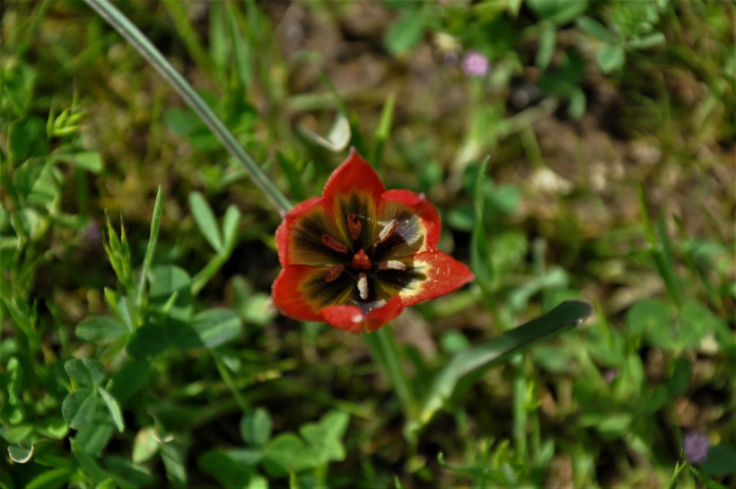 Manisa'da yılda sadece bir kez açıyor bu çiçeği koparan 80 bin 460 liralık cezayı öder - Resim: 3