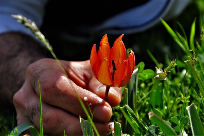 Manisa'da yılda sadece bir kez açıyor bu çiçeği koparan 80 bin 460 liralık cezayı öder - Resim: 2