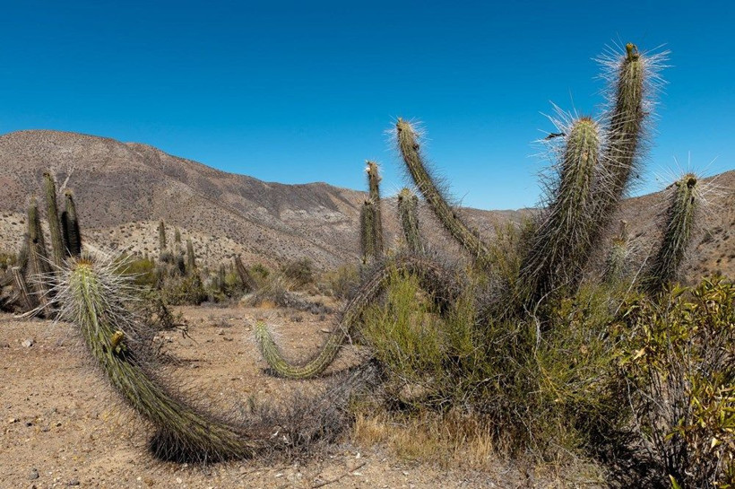 Kaktüs kaçakçıları çöllerde ağaç bırakmıyor - Resim: 4