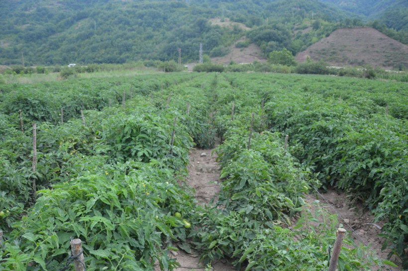 Milyonlar kazanacak! 'Burada bir şey olmaz' diyenlere inat Tokat'ta yaptı: Topraktan fışkırdı - Resim: 3