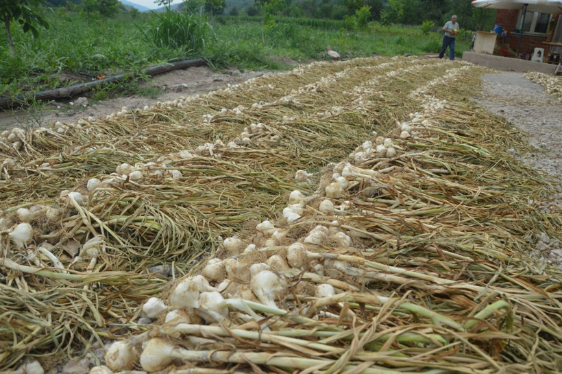 Milyonlar kazanacak! 'Burada bir şey olmaz' diyenlere inat Tokat'ta yaptı: Topraktan fışkırdı - Resim: 4