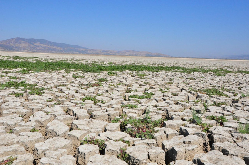 Manisa'da 2 bin kişinin geçimini sağlayan Marmara Gölü kurudu artık inekler otluyor - Resim: 2