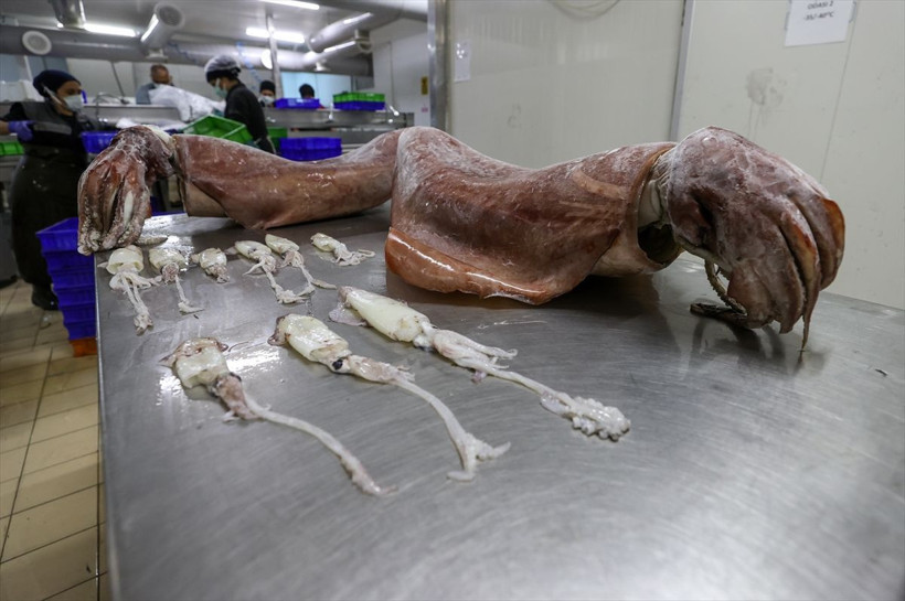 İzmir'de balıkçıların ağına takıldı! Önce korktular sonra şaşkınlık yaşadılar - Resim: 3