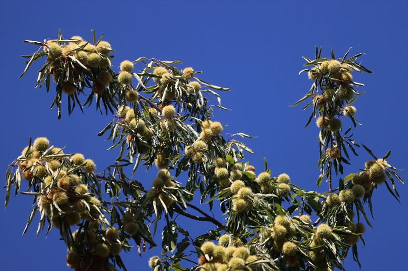 Günlük 600 TL kazanıyorlar! Aydın'da bu iş için beli kırılan, kör olan var - Resim: 4