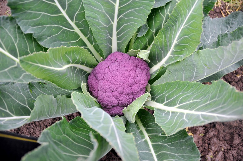 Renklendirici yok çocuklar bayılıyor! Samsun'da üretici talebe yetişemiyor - Resim: 4