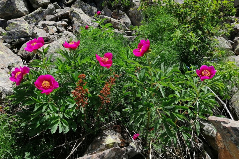 Bu çiçeği koparan yandı! Cezası 109 bin TL! - Resim: 1