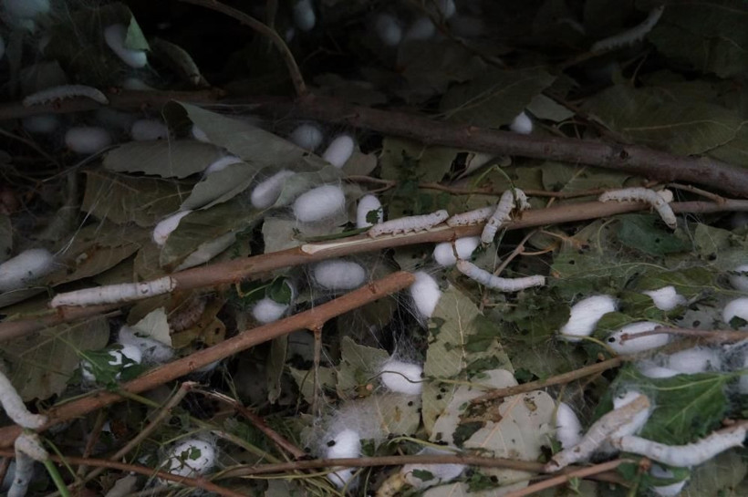 Herkes bu işe girdi kilosu 180 TL! Bir ayda 1 milyon TL kazandırdı - Resim: 3