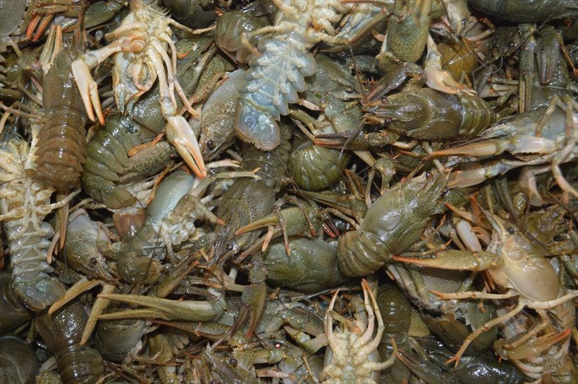 Türkiye İsrail'e yediriyor adını duymayan çok kişi var Afyonkarahisar'dan dev ihracat - Resim: 2