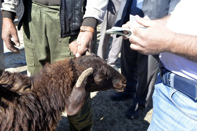 Kurbanlık dana ve koyun fiyatları en iyi kurbanı seçme tüyosu! - Resim: 3