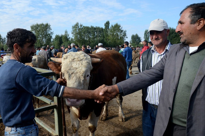 Kurbanlık dana ve koyun fiyatları en iyi kurbanı seçme tüyosu! - Resim: 4