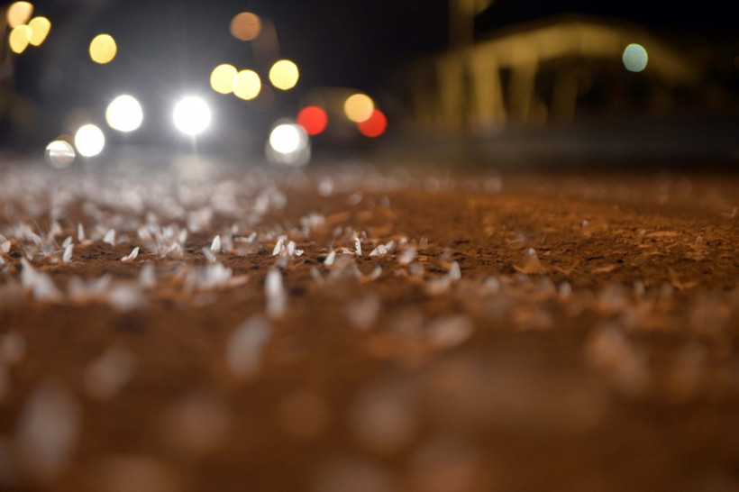 Ardahan'da binlerce kelebeğin 'ölüm uçuşu' - Resim: 4