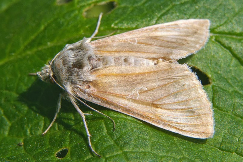 Doğada en uzun süre yaşayan hayvan hangisi? - Resim: 1