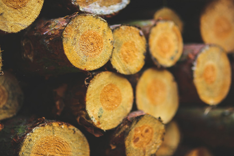 Yeni harita orman kayıplarının nedenini ortaya koyuyor - Resim: 4