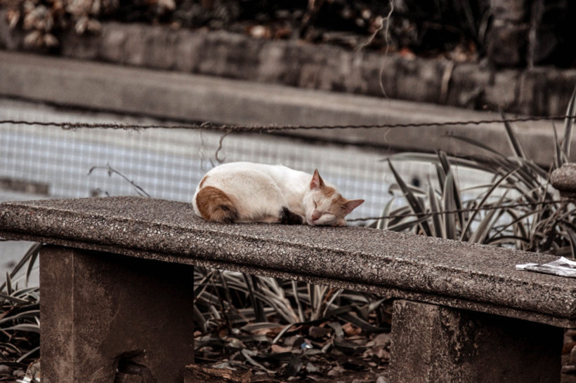 Avrupa'da neden sokak hayvanı yok? - Resim: 1