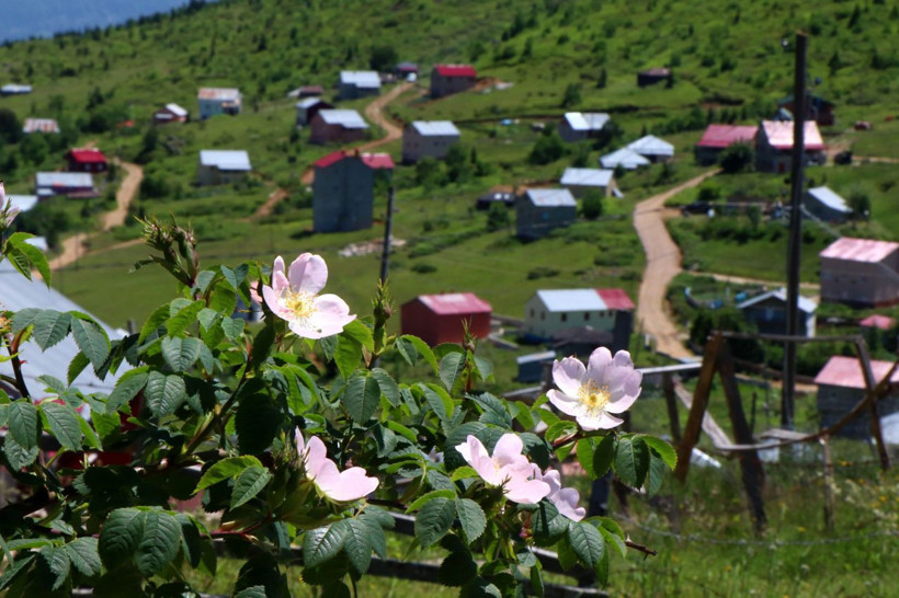 Karadeniz'deki meralara yapılan kaçak binalara son nokta - Resim: 2