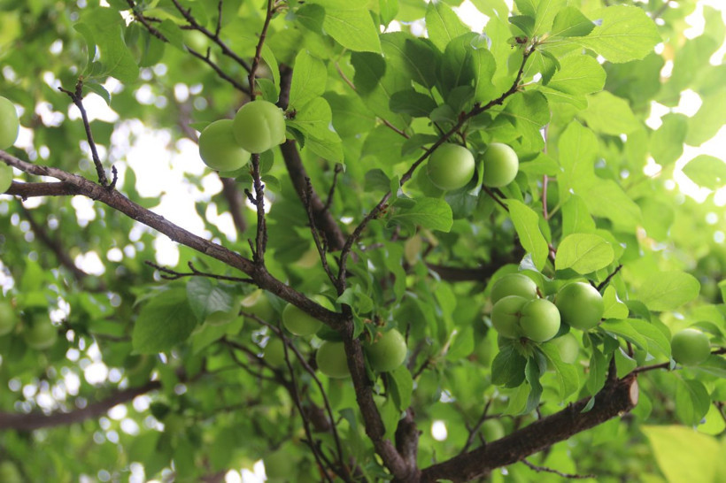 Mersin'de eriğin tanesi 10 liraya satılmaya başlandı - Resim: 1