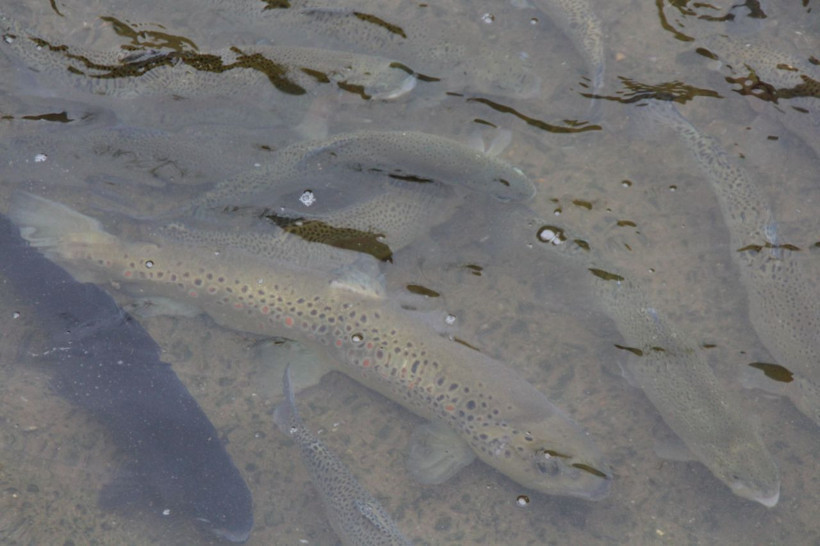 Rize’de çift başlı yavru balıklar görenler hayret düşürdü - Resim: 2