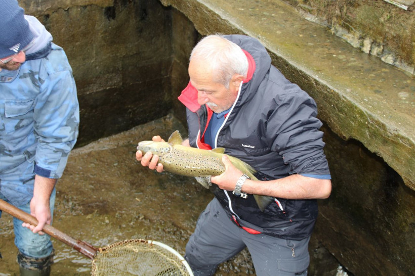 Rize’de çift başlı yavru balıklar görenler hayret düşürdü - Resim: 1