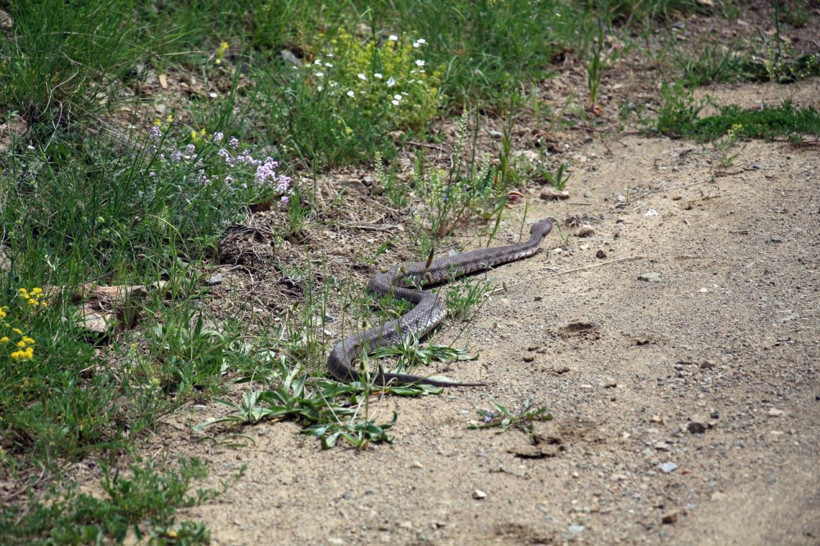 Dünyanın en zehirlisi Hopa engereği Erzurum'da görüldü uzunluğu ise şoke etti - Resim: 2