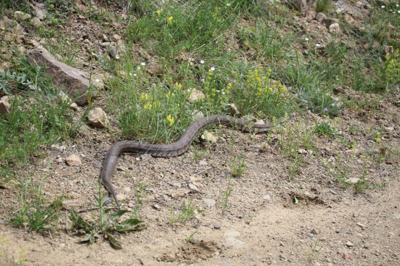 Dünyanın en zehirlisi Hopa engereği Erzurum'da görüldü uzunluğu ise şoke etti - Resim: 3
