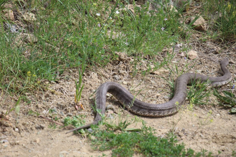 Dünyanın en zehirlisi Hopa engereği Erzurum'da görüldü uzunluğu ise şoke etti - Resim: 4
