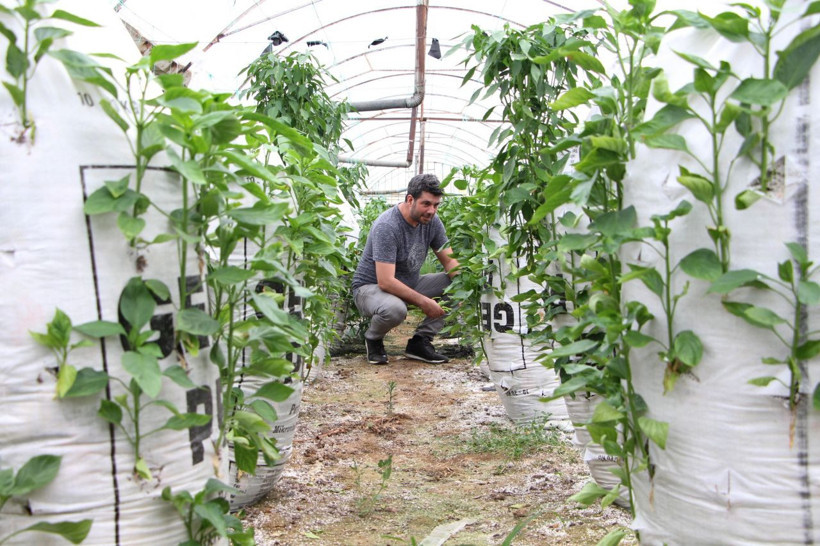 Elektronik mühendisi araştırdı buldu serasında ’Çuval’la para kazanıyor - Resim: 1
