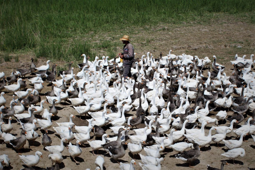 Kömür kazanı imalatından kaz üretimine - Resim: 2