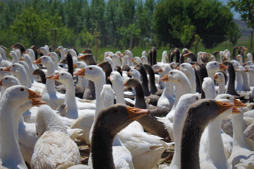 Kömür kazanı imalatından kaz üretimine - Resim: 3