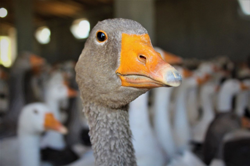 Kömür kazanı imalatından kaz üretimine - Resim: 4