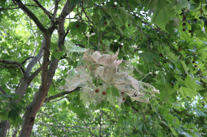 Kadıköy'ü istila ettiler 10'uncu kata kadar çıkıyorlar - Resim: 2