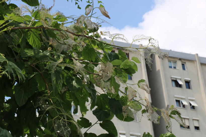 Kadıköy'ü istila ettiler 10'uncu kata kadar çıkıyorlar - Resim: 4