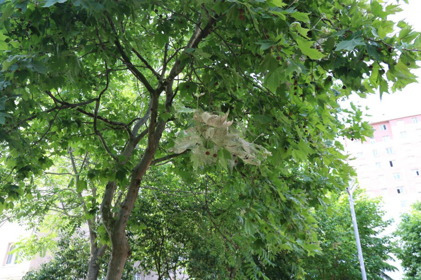 Kadıköy'ü istila ettiler 10'uncu kata kadar çıkıyorlar - Resim: 3