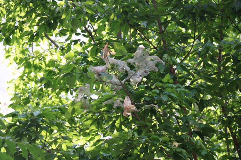 Kadıköy'ü istila ettiler 10'uncu kata kadar çıkıyorlar - Resim: 1