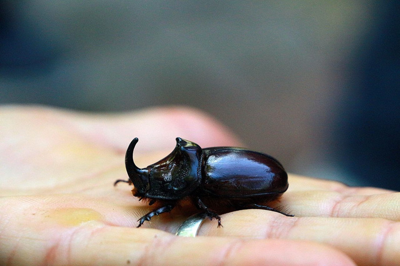 Bingöl'de bir çiftçi buldu dünyanın en güçlü böceği - Resim: 1