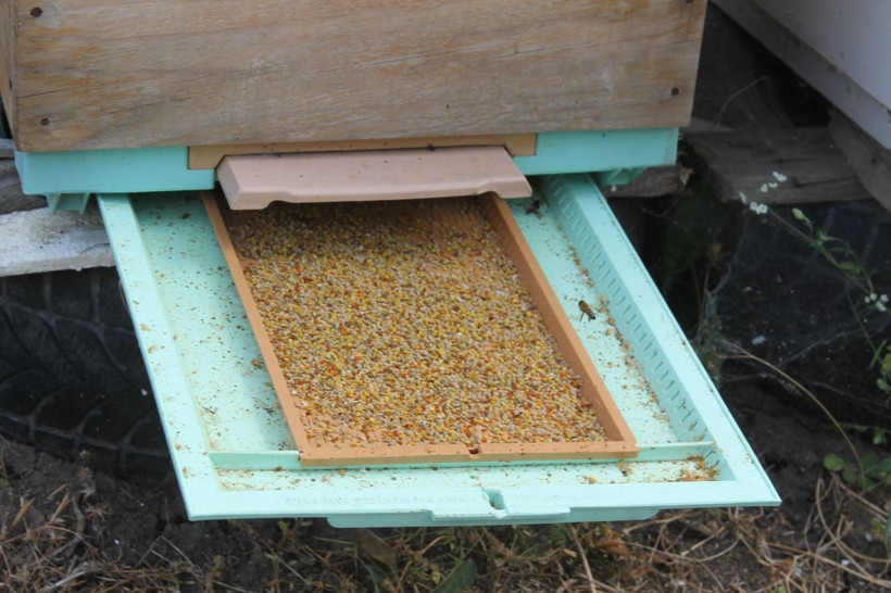 Balıkesir'de aşırı sıcak havalar arıları da olumsuz etkiledi - Resim: 3