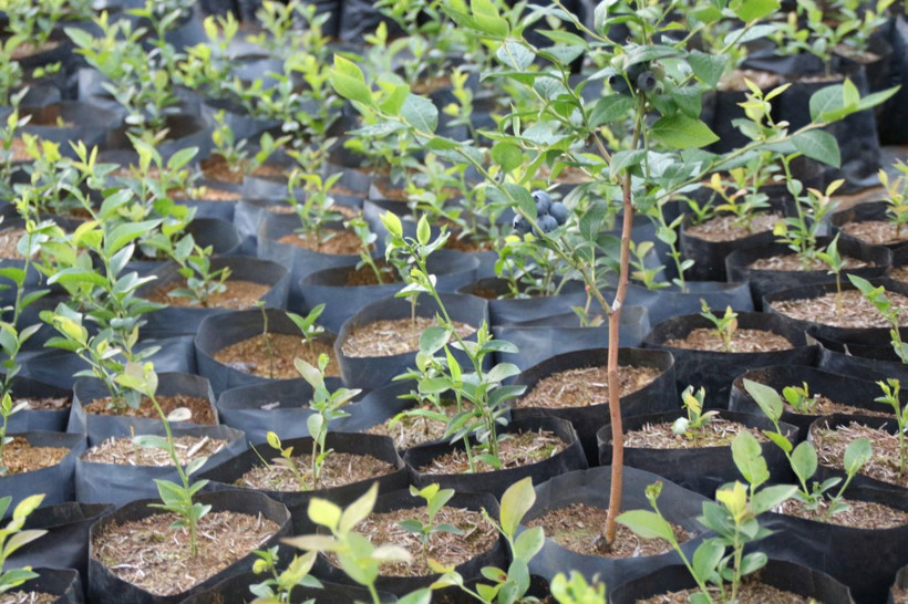 Çay üretiminden vazgeçti! Yeni ektiği şeyle daha fazla kazanıyor kilosu 28 lira - Resim: 3