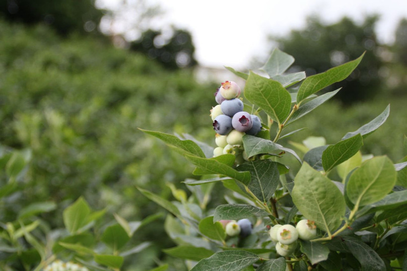 Çay üretiminden vazgeçti! Yeni ektiği şeyle daha fazla kazanıyor kilosu 28 lira - Resim: 4