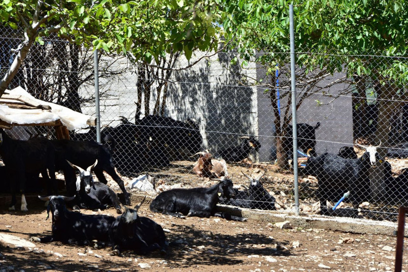 Muğla'da yeni işe aldığı iki çoban besiciye dehşeti yaşattı - Resim: 1