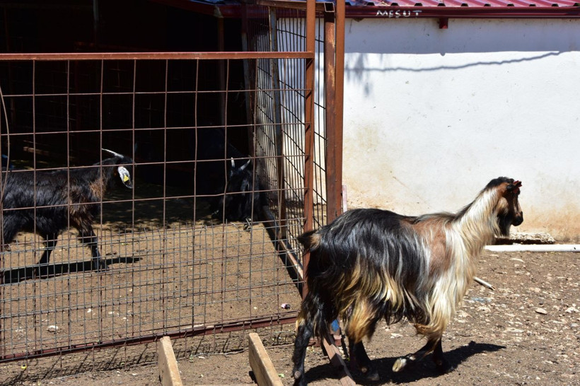 Muğla'da yeni işe aldığı iki çoban besiciye dehşeti yaşattı - Resim: 3
