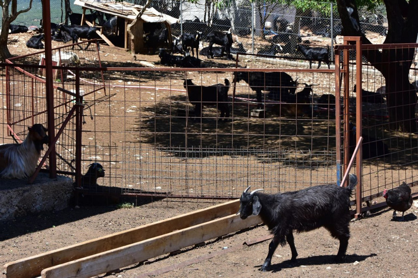 Muğla'da yeni işe aldığı iki çoban besiciye dehşeti yaşattı - Resim: 4