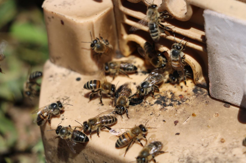 Kilosu 8 bin lira! Arı sütünde taleplere yetişemiyorlar - Resim: 1