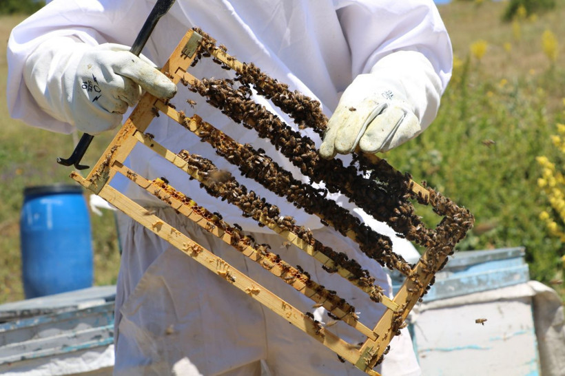 Kilosu 8 bin lira! Arı sütünde taleplere yetişemiyorlar - Resim: 4