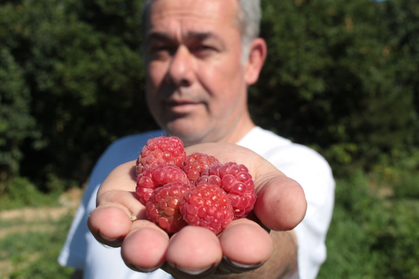 Yüzde doksanı Bursa'da yetişiyor! Fiyatı yüzde yüz arttı - Resim: 1