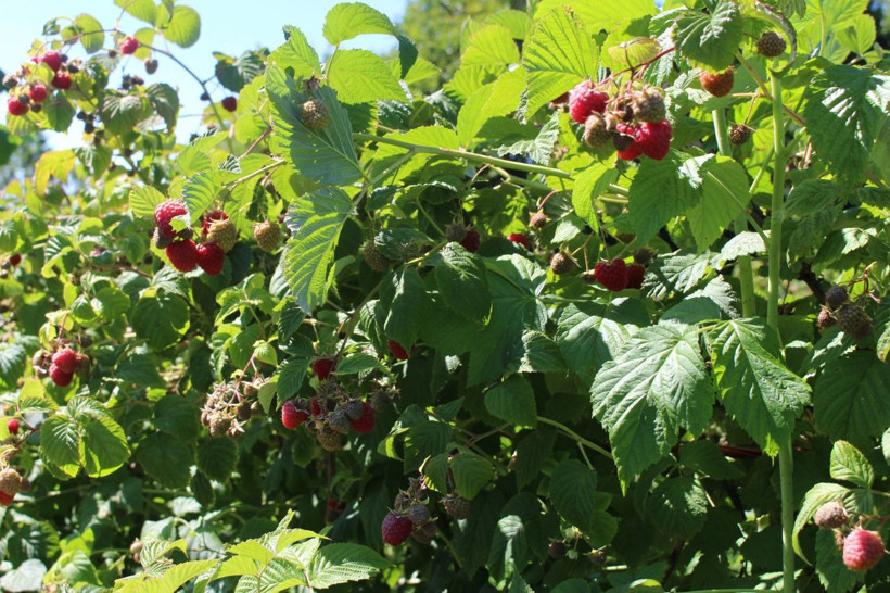 Yüzde doksanı Bursa'da yetişiyor! Fiyatı yüzde yüz arttı - Resim: 2