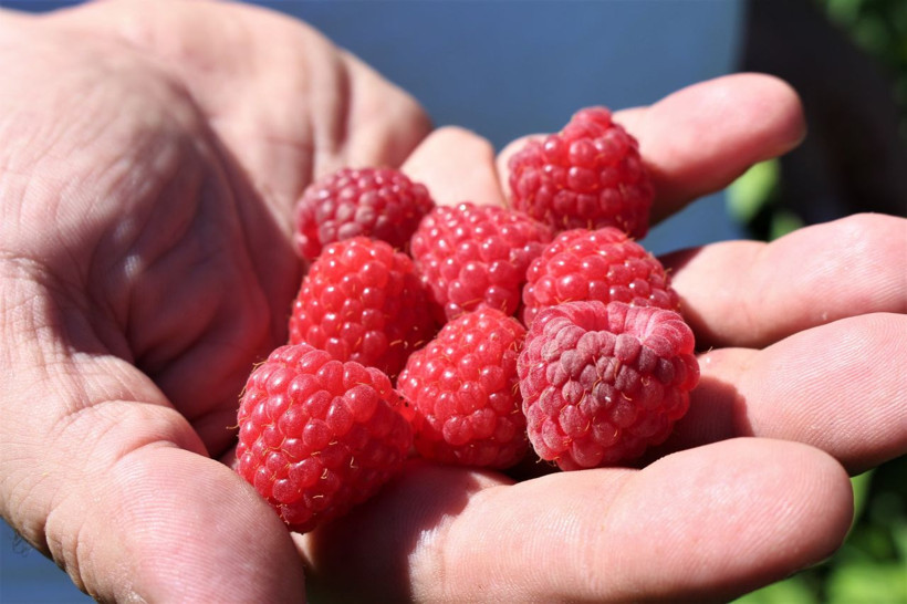 Yüzde doksanı Bursa'da yetişiyor! Fiyatı yüzde yüz arttı - Resim: 3